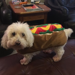 My dog Ollie getting in on the Halloween action!